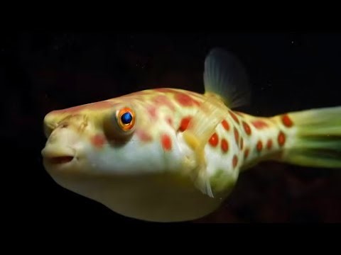 Cross River Pufferfish #fishing #fish #london #europe #usa #water #aquariumfish #aquarium