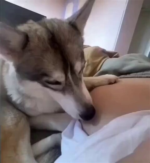 Reactions of a dog when it feels the baby kicking its owner's belly.🥹❤️