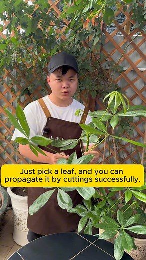 Propagating plants using hydroponics #gardeninggoals #gardeningideas #gardeninglove #gardening4pleasure #gardeningtips | Garden For Life