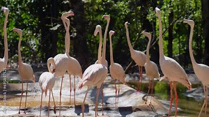Several flamingo birds dance and feed on a flock of flamingo birds, turning their heads in different directions and spreading their wings