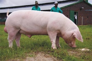 Porco Doméstico Landrace: Características e Fotos – Mundo Ecologia