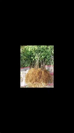 مشاتل البستان الزراعية للاستيراد والتصدير إنتاج جميع شتلات الفاكهة والزينة والاشجار الخشبية وتجهيزها للتصدير في بيتموس استعداد تام للتوصيل لجميع الدول العربية والشحن والتخليص الجمركي والمستندات | مشاتل البستان الزراعية