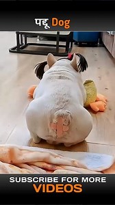 This dog fart in every 7 minute😂 . . . . . . . #MovieExplanation #FilmAnalysis #CinemaInsight #MovieReview #FilmBreakdown #PlotSynopsis #MovieDiscussion #UnderstandingMovies #FilmCritique #VidAnalysis #StorylineExplained #MovieTriggers #CinemaFacts #FilmExplained #PlotTwistExplained #WhatToWatch #VlogReview #MovieNight #UnderstandingCinema | Facts Aii