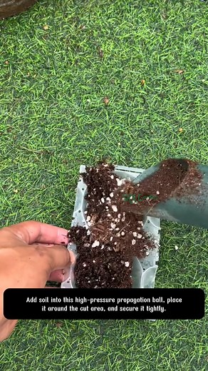 4.1K views · 24 reactions | Plant Rooting Ball Expert gardeners are propagating plants using this method — do you want to know how | Terra Garden | Facebook