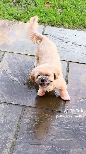 Adorable Shorkie Puppy Full of Love