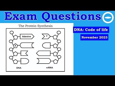 Protein Synthesis | Exam Questions, Life Sciences grade 12 | November 2022