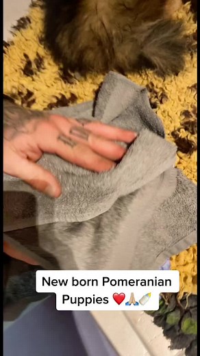 Heartwarming Moments of Newborn Pomeranian Puppies