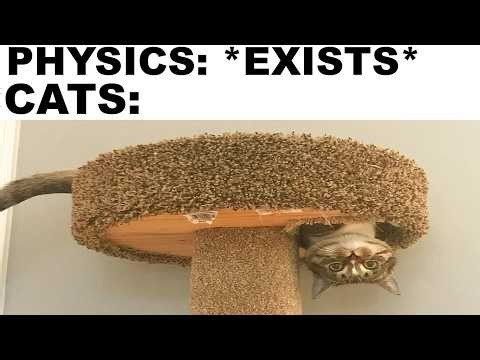 Cat Memes