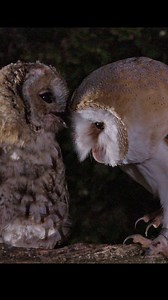172K views · 19K reactions | Can I have some? Fern the barn owl tries asking nicely, but even though this tawny owl is still a chick, it wasn't prepared to share! #wildlife #owls #robertefuller | Robert E Fuller | Facebook