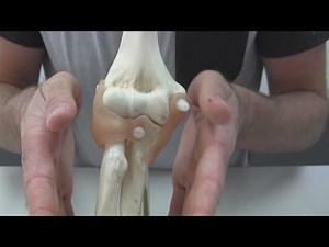 Fucntions of the Elbow Ligaments