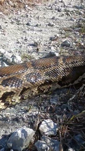 "Talk about a giant snake"