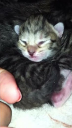 Baby kitten hisses when smells "human scent"
