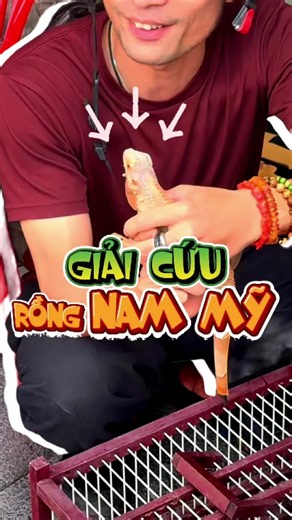 Giải cứu rồng nam mỹ &-( :)) 📞 #iguana #rồngnammỹ #rescue #oeganimals