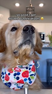 My Golden retriever tries Crunchy foods FRUIT Edition! (ASMR) #doglovers #goldenretriever #dogvideos #goldenlovers #doggo #dog #doglover #doglovers #goldenlife #dogstagram #puppy #puppies #puppylovers #goldenretrieverpuppy #goldenretrieverpuppies #goldenpuppy #cutedog #bigdog #goldenretrieverlovers | pearl.the.golden.girl