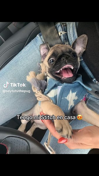 Caring for Your Pug: A Complete Guide