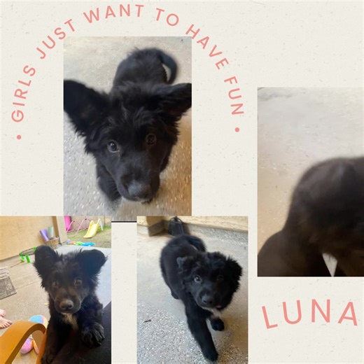 🖤 Meet Luna 🖤 This sweet Shepherd × Collie girl is the last of her litter still waiting for a forever home. All of her siblings were adopted today, and now it’s Luna’s turn to find her people 🐾 She’s a fluffy little black teddy bear 🧸 gentle, playful, incredibly cuddly, and wonderful with kids, dogs, and even cats. Luna loves her humans deeply and has the loving 🥰 playful nature that makes her feel like home! Spayed, vaccinated, and ready to find a family of her own. If you’re looking for a