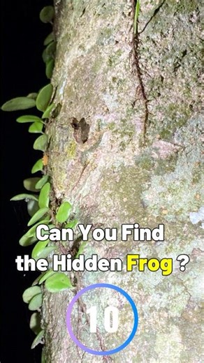 Masters of Camouflage Challenge. [Difficulty ⭐⭐⭐] #frog #Eiffinger's tree frog #CamouflageChallenge