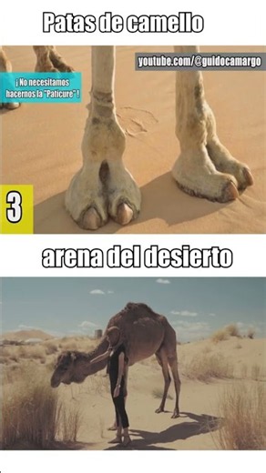 How do camels walk on burning sand?