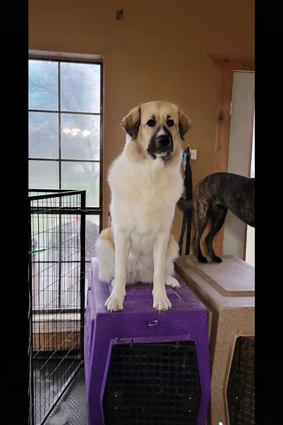 Estrella Polar PMs on TikTok