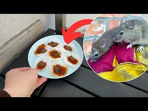 Keep Mice and Rats Away with This Simple Cotton Pad Trick!