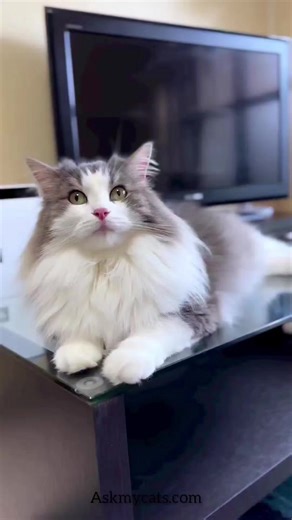 1.3K views · 77 reactions | Do you use these sounds with your cat?  . . . Follow for more - @ask_my_cats . . Dm for credit -  . . . . #cattalk #catlanguage #catfeelings #felinefeelings s #catlife #catemotions #catlingo #cattraining #cattrain #cattrainer #kittycat #catparents #catmom #catlady #catlove #catreels #catreel #catsofinstagram #igcats #instacat #catsagram | Ask My Cats | Facebook