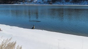 Today’s beaver outing! This lengthy video allows you to enjoy my first beaver outing of 2024. I followed and filmed this beaver for about an hour as it gradually moved South this afternoon. These video clips allow you to see what I was watching from above.. Enjoy! #beavers #beaver #wildlifephotography | Mike’s photos and videos of beavers