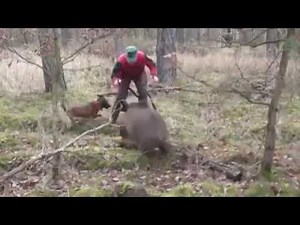 Conducteur de chien de sang chargé par un sanglier