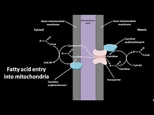 Fatty acid transport into mitochondria by carnitine transporter