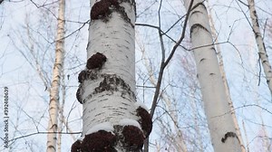 Chaga (Inonotus obliquus) is a fungus from the Hymenochaetaceae family. It parasitizes birch and other trees.