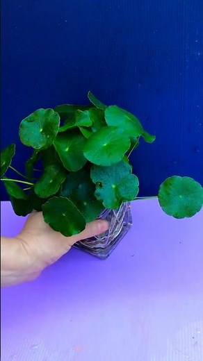 Hydrocotyle verticillata lives on water.