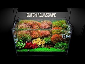 Dutch Style Planted Aquarium - Massive Trimming!