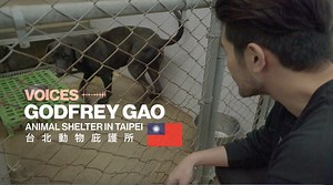 What does a haven for stray animals really look like? Join us on a behind the scenes trip to Zhonghe Animal Shelter where 高以翔 Godfrey Gao interviews the Director of the Animal Epidemic Prevention Center as they work hard to save, rehabilitate and find new homes for the stray animals of Taipei. | Black Buddha