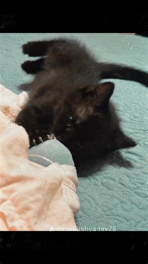 Life of a Loki! #lovemykitty #lokilife | Christine Robinson Lynn