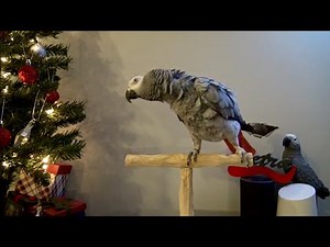 Parrot turns Christmas lights on with Alexa