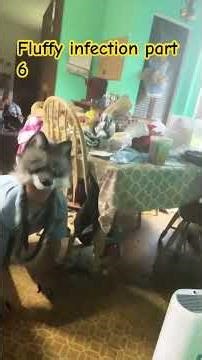 Fluffy infection part 6 #transfur