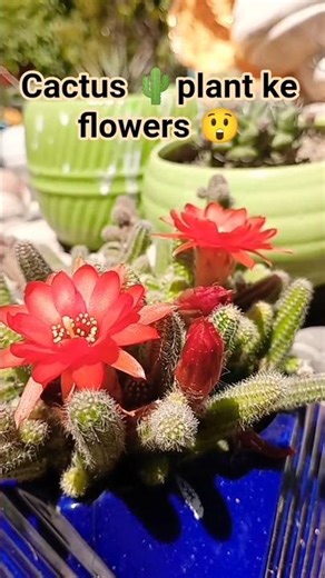 🌸 “मेरे कैक्टस ने दिया सरप्राइज़! Peanut Cactus में खिले जबरदस्त फूल 😍”#shorts #gardening