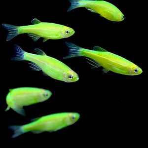 Electric Green GloFish - Danio rerio