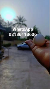 1.1K views · 190 reactions | I pray for you today. Nothing will die in your hands again. No evil will near you and your household Untimely death is not your portion. Breakthrough, connections, upliftment and divine favour will locate you wherever you are Iseeeeeeeee. Tap in | Ezenwanyi Oma Mmiri Page | Facebook