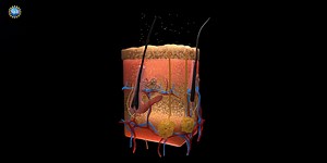 Using a common food dye, researchers made mouse skin transparent