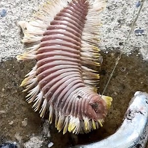 The natural world really is full of surprises 😳🐛 | UNILAD