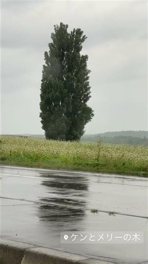美瑛 ケンとメリーの木 雨に煙るパッチワークの丘｜Biei Ken and Mary Tree Rainy Landscape