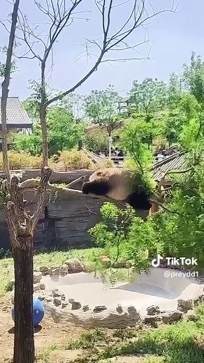 panda🐼🤗#interesting #funny #tiktok #fyp #cute #catsoftiktok #petsoftiktok #pet #pets #foryou #cutepanda