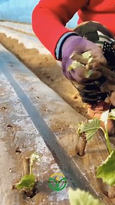 2.1M views · 10K reactions | Budidaya Anggur Luar Negeri #anggur #grape #pertanian #reelsfacebook #beritapetani | Berita Petani | Facebook