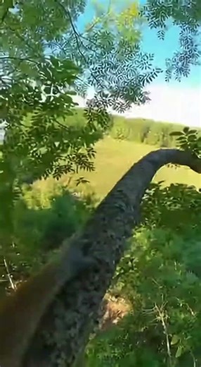 Man puts go pro on monkey to see his pov #monkeyseemonkeydo #fyp #viral #uzbekistan #donaldtrump