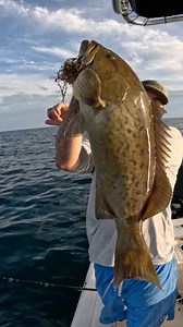 6.3K views · 60 reactions | Shallow water Gag grouper fishing offshore of Tampa Bay Florida! We used live bait and even chummed them up a bit! #gaggrouper #grouperfishing #TampaBay | Groupermvp | Facebook