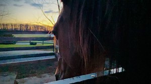 29K views · 3.3K reactions | No baby yet! She seemed *really* close last night but we’re all still waiting! | Gentle Giants Draft Horse Rescue | Facebook