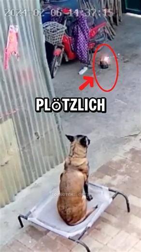 This dog makes the impossible possible #hero #dogs #incredible