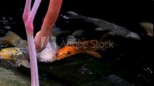 Flamingo eats food from the lake from feeder, fish swim up to feed, colorful large sea inhabitants. Lives on Caribbean coast. largest representative of the flamingo family. Victoria Butterfly Gardens