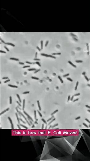 E.coli bacterium movement under microscope #ecoli #microscopy #bacteria #science #biology