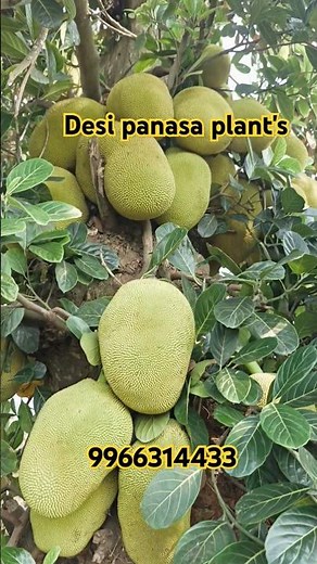 What's the BEST Way to Grow Jack Fruit Plants